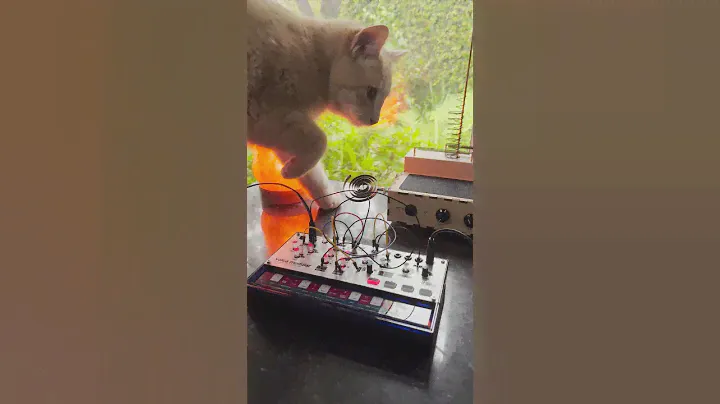 Volca Modular & Oswald 🐈